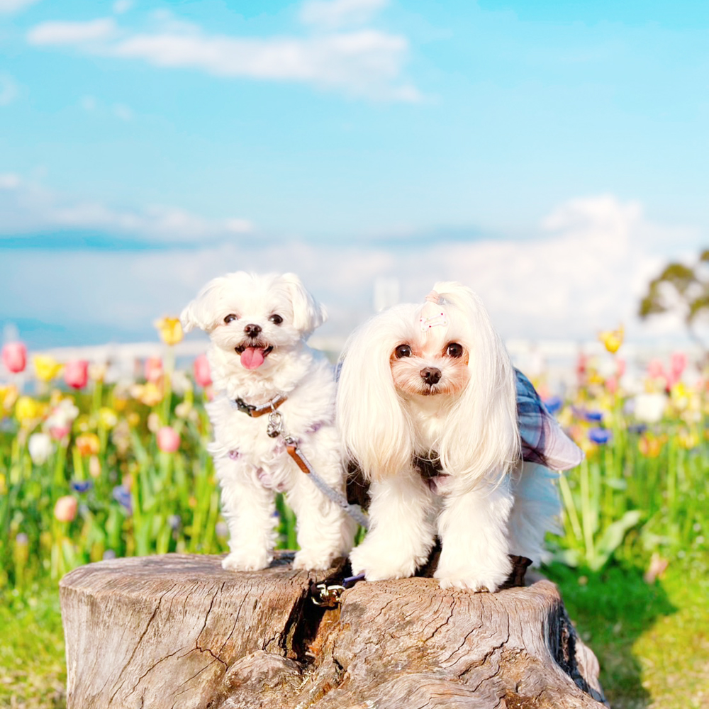 卒業犬ふじちゃんの近況♪